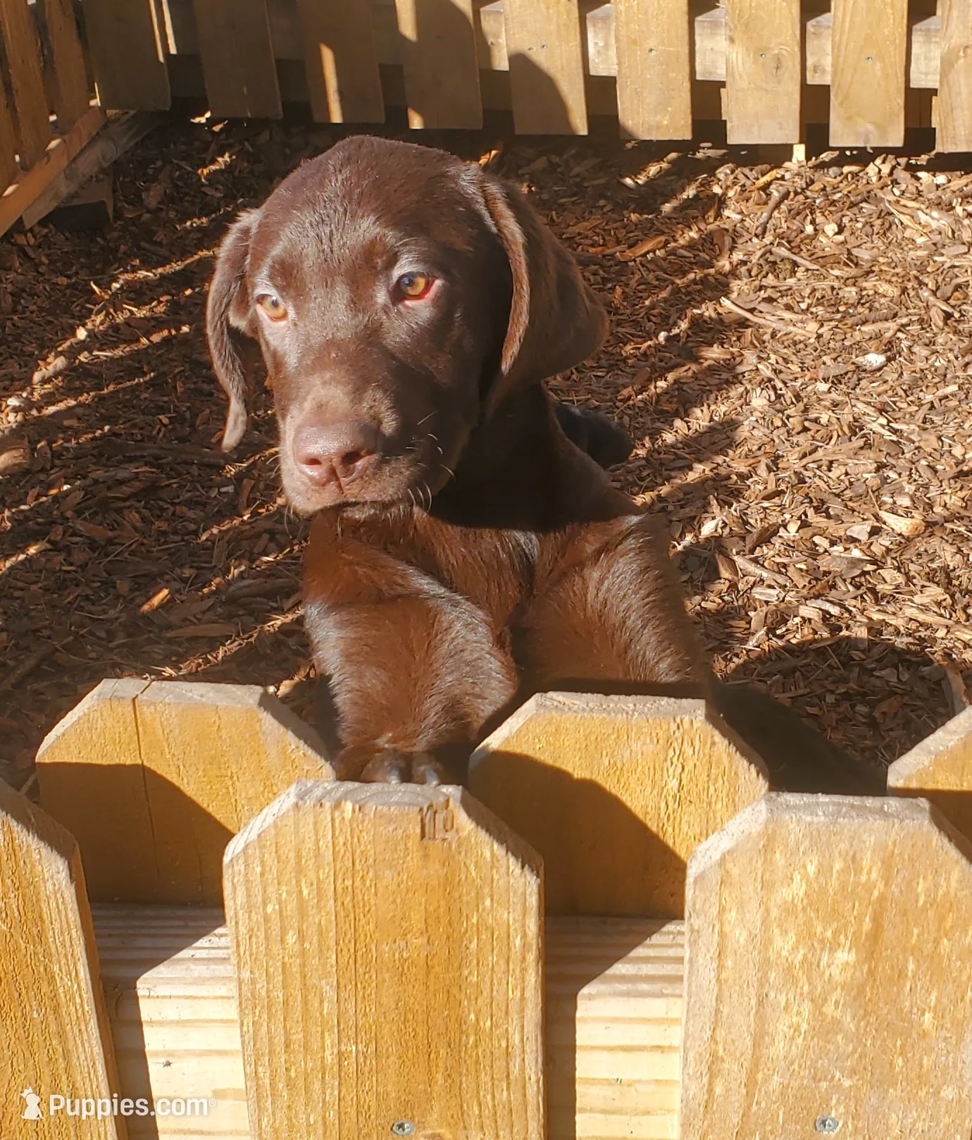 AKC Cocoa, a female Labrador Retriever for sale in Sanderson, FL – Photo 4 of 4