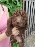 Cocoa- Mini Labradoodle , a female Miniature Labradoodle for sale in Sanderson, FL – 2 of 2