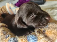 Kit Kat, a female Labrador Retriever for sale in Sanderson, FL – 3 of 6
