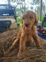 Bentley, a male Goldendoodle for sale in Sanderson, FL – 7 of 8