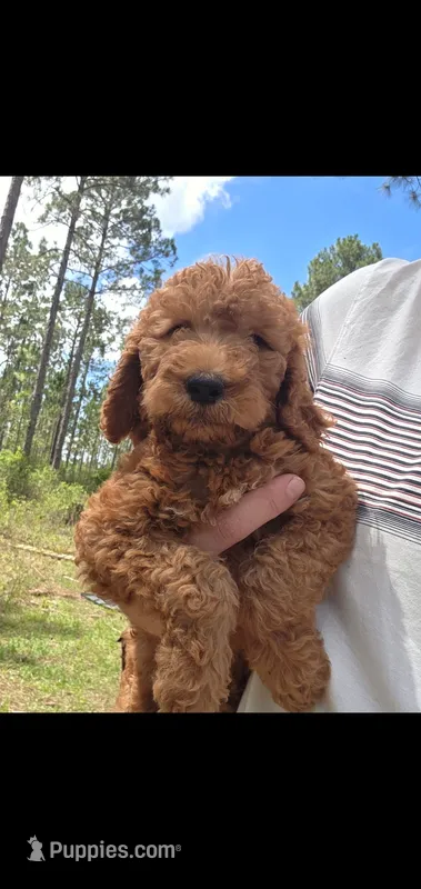 Teddy – Goldendoodle puppy for sale in Sanderson, FL