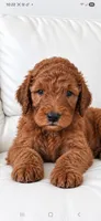 Archie-F1b, a male Goldendoodle for sale in Sanderson, FL – 2 of 10