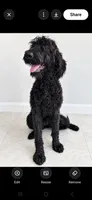 Winston, a male Labradoodle and Poodle - Standard  for sale in Sanderson, FL – 2 of 2