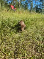 Kit Kat, a female Labrador Retriever for sale in Sanderson, FL – 6 of 6