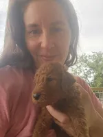 Winston-F1b, a male Goldendoodle for sale in Sanderson, FL – 3 of 3