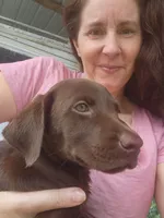 Rocky- Green Eyes, a male Labrador Retriever for sale in Sanderson, FL – 3 of 4