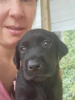 Bandit, a male Labrador Retriever for sale in Sanderson, FL – 2 of 2