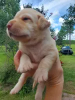 Twinkie, a female Labrador Retriever for sale in Sanderson, FL – 4 of 6