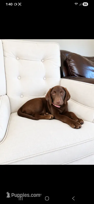 AKC Molly – Labrador Retriever puppy for sale in Sanderson, FL