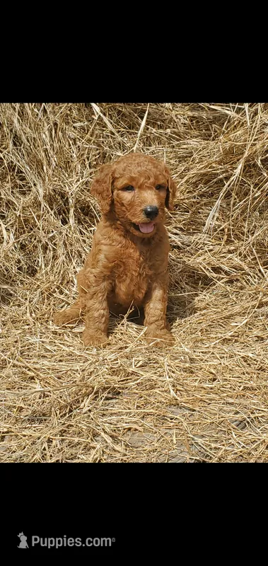 Finn – Goldendoodle puppy for sale in Sanderson, FL