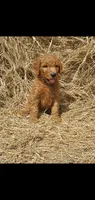 Finn, a male Goldendoodle for sale in Sanderson, FL – 1 of 1
