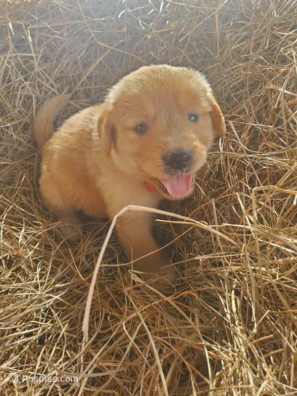 Charlie – Great Pyrenees, Labrador Retriever puppy for sale in Sanderson, FL