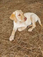 AKC Hunter, a male Labrador Retriever for sale in Sanderson, FL – 3 of 6