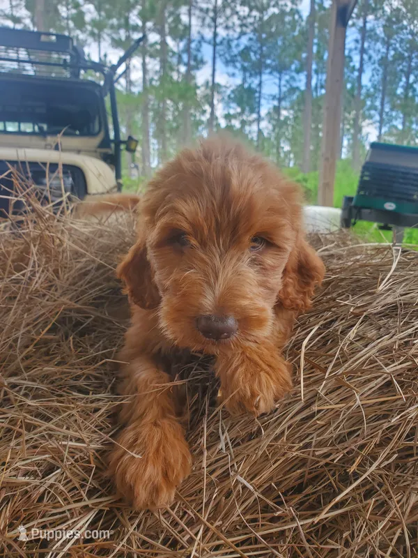 Beau – Goldendoodle puppy for sale in Sanderson, FL