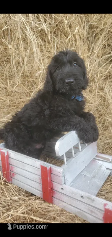 Hershey – Labradoodle puppy for sale in Sanderson, FL