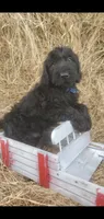 Hershey, a male Labradoodle for sale in Sanderson, FL – 2 of 4
