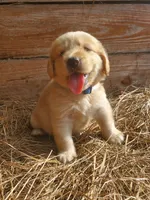 Fluffy, a male Great Pyrenees and Labrador Retriever for sale in Sanderson, FL – 2 of 4