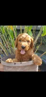 Bentley, a male Goldendoodle for sale in Sanderson, FL – 2 of 3