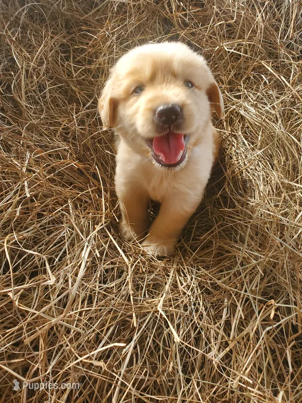 Charlie – Great Pyrenees, Labrador Retriever puppy for sale in Sanderson, FL