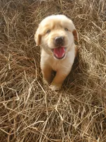 Charlie, a male Great Pyrenees and Labrador Retriever for sale in Sanderson, FL – 1 of 4