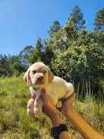 AKC Duke, a male Labrador Retriever for sale in Sanderson, FL – 6 of 8