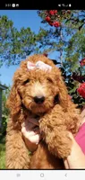 Rosie, a female Goldendoodle for sale in Sanderson, FL – 4 of 4
