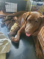 AKC Puppies are here!, a female Labrador Retriever for sale in Sanderson, FL – 6 of 7