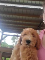 Sadie-Trained!, a female Goldendoodle for sale in Sanderson, FL – 5 of 8
