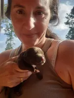AKC Puppies are here!, a female Labrador Retriever for sale in Sanderson, FL – 5 of 7