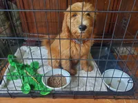 Sadie-Trained!, a female Goldendoodle for sale in Sanderson, FL – 4 of 8