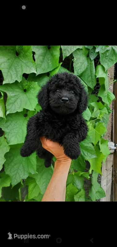 Shadow-mini Labradoodle  – Miniature Labradoodle puppy for sale in Sanderson, FL