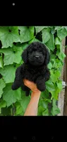 Shadow-mini Labradoodle , a female Miniature Labradoodle for sale in Sanderson, FL – 1 of 1