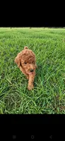 Archie-F1b, a male Goldendoodle for sale in Sanderson, FL – 5 of 10