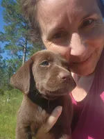 Kit Kat, a female Labrador Retriever for sale in Sanderson, FL – 3 of 5