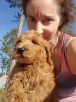 Finn, a male Goldendoodle for sale in Sanderson, FL – Photo 7 of 9
