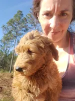 Finn, a male Goldendoodle for sale in Sanderson, FL – Photo 2 of 9