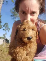 Finn, a male Goldendoodle for sale in Sanderson, FL – Photo 8 of 9
