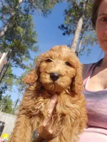 Finn, a male Goldendoodle for sale in Sanderson, FL – Photo 6 of 9