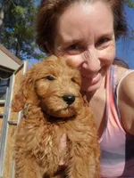 Finn, a male Goldendoodle for sale in Sanderson, FL – Photo 5 of 9