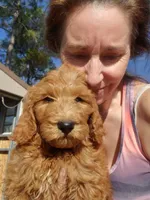 Finn, a male Goldendoodle for sale in Sanderson, FL – Photo 9 of 9