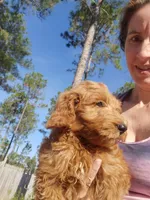 Finn, a male Goldendoodle for sale in Sanderson, FL – Photo 4 of 9