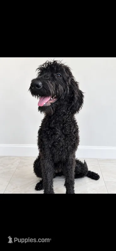 Winston – Labradoodle, Poodle - Standard  puppy for sale in Sanderson, FL