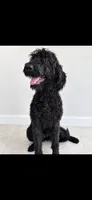 Winston, a male Labradoodle and Poodle - Standard  for sale in Sanderson, FL – 1 of 2