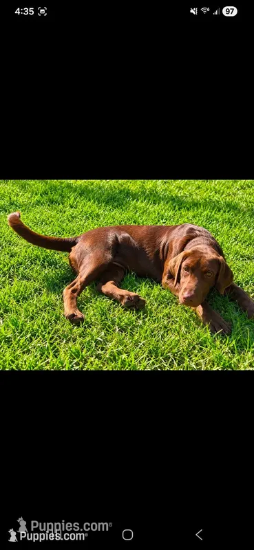 AKC Missy – Labrador Retriever puppy for sale in Sanderson, FL