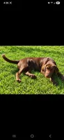 AKC Missy, a female Labrador Retriever for sale in Sanderson, FL – 2 of 3