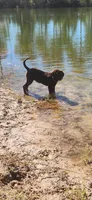 AKC Molly, a female Labrador Retriever for sale in Sanderson, FL – 3 of 7