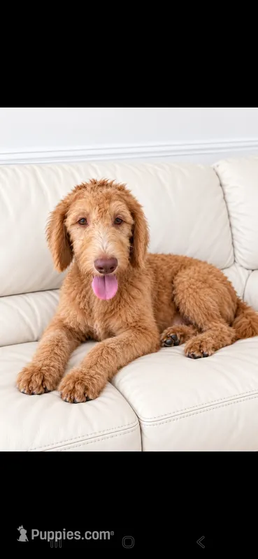 Beau – Labradoodle, Poodle - Standard  puppy for sale in Sanderson, FL