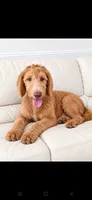 Beau, a male Labradoodle and Poodle - Standard  for sale in Sanderson, FL – 1 of 2