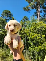 AKC Oakley, a male Labrador Retriever for sale in Sanderson, FL – 3 of 10