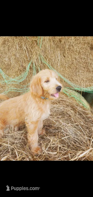 Oliver – Labradoodle puppy for sale in Sanderson, FL